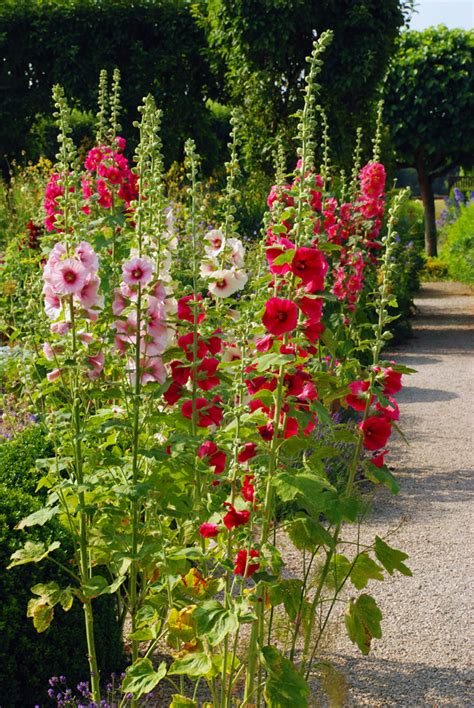 Free shipping on qualified orders. Hollyhocks | Lisa Cox Garden Designs Blog