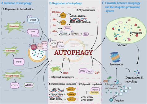 Frontiers Molecular Mechanisms Of Autophagy Regulation In Plants And