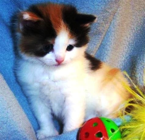 3 (booked) munchkin longhair female kitten. Munchkin Cats For Sale | Charlotte, NC #89766 | Petzlover