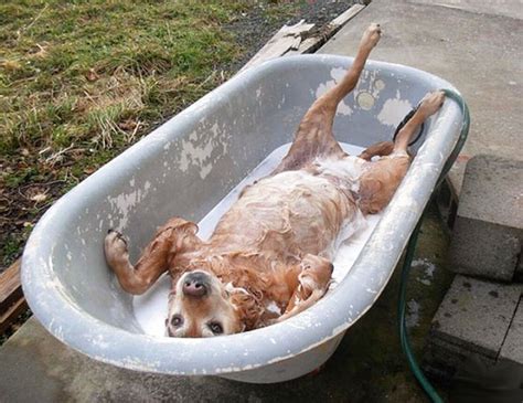Animals Taking Baths