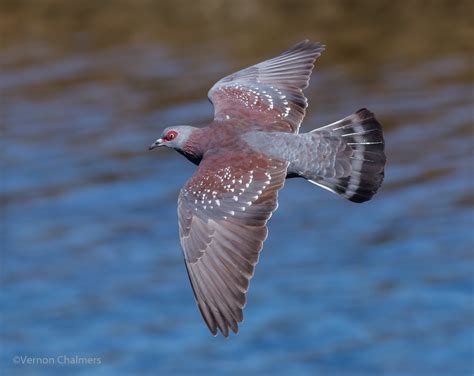 Vernon Chalmers Photography Pigeon In Flight Woodbridge Island Cape