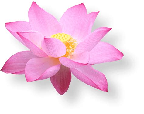 Lotus Flower Png Transparent Image Download Size 703x559px