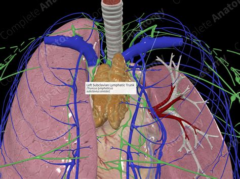 Left Subclavian Lymphatic Trunk Complete Anatomy