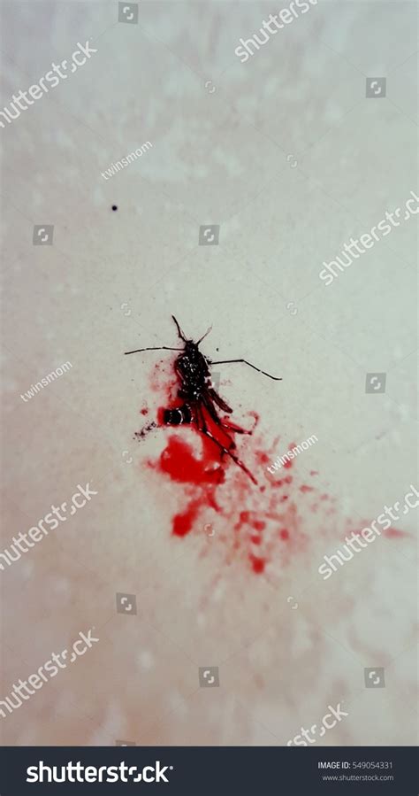 Black Dead Smash Mosquito Red Blood Stock Photo 549054331 Shutterstock