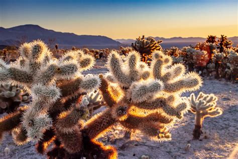 Cholla Cactus Garden 1 National Park Photographer
