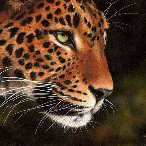 Leopard Oil Painting On Canvas 10x12 Sarahstribblingwildlifeart