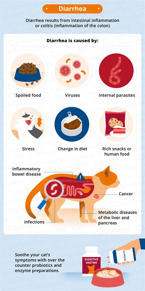 Environmental changes, diet changes or feline gastric ulcers could all be possible reasons. Common Digestive Problems in Cats | Canna-Pet