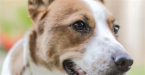 White And Brown Dog · Free Stock Photo