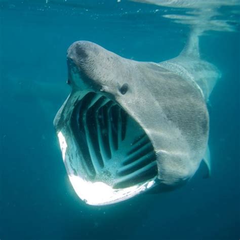 82 Best Basking Sharks Cetorhinus Maximus Images On Pinterest
