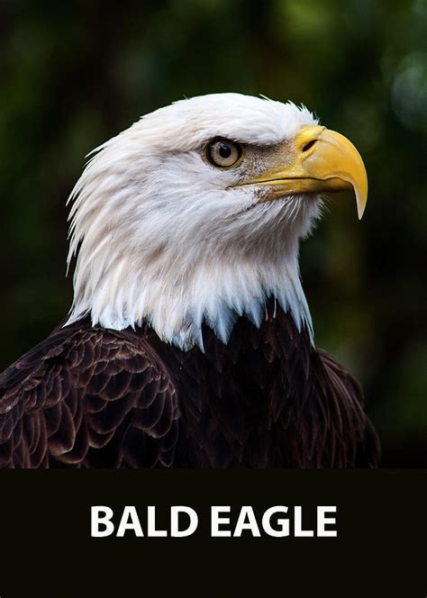 Bald Eagle Portrait Photograph By Norman Johnson Pixels