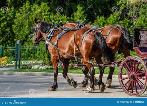 Two Horses Pulling Wagon Down Street Stock Photo Image Of Pair Brown