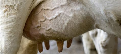Mastitis Prevention In Cows