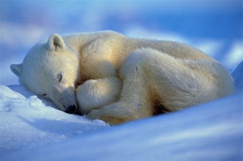 Fotos Día Internacional Del Oso Polar Actualidad El PaÍs