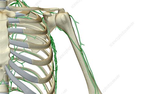 The Lymph Supply Of The Shoulder Stock Image F0016584 Science