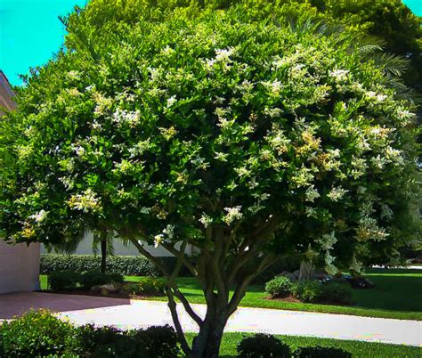 Waxleaf Privet Shrubs For Sale Online The Tree Center