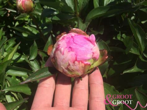 Peony Care After Blooming Helpful Tips Groot And Groot