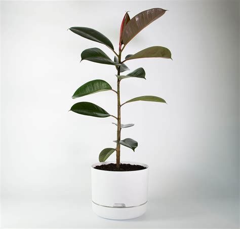 Tall Dark And Handsome This Rubber Tree Perhaps The Perfect Indoor