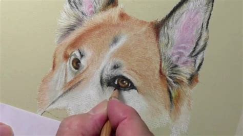 How To Draw German Shepherd Eyes Drawings Animal Drawings Colored