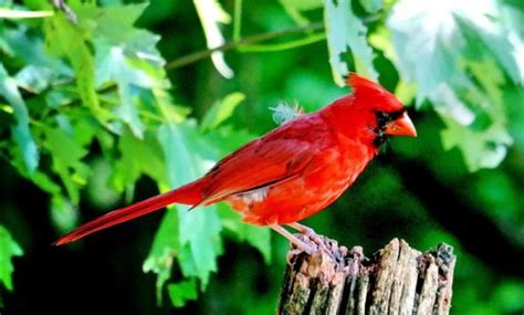 Pájaro Cardenal Características Tipos Canto Conducta Información