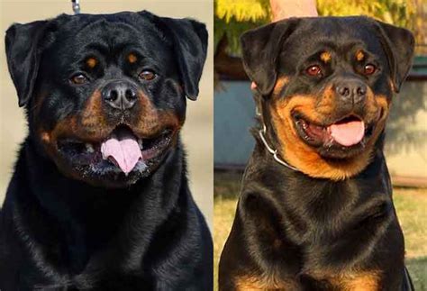 Giant German Rottweiler Puppies For Sale King Rottweilers