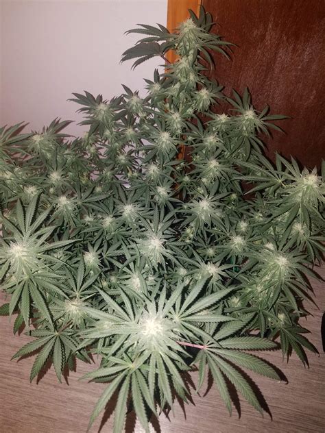 Seedsman Critical Purple Kush Grow Journal Week12 By Growboi Growdiaries
