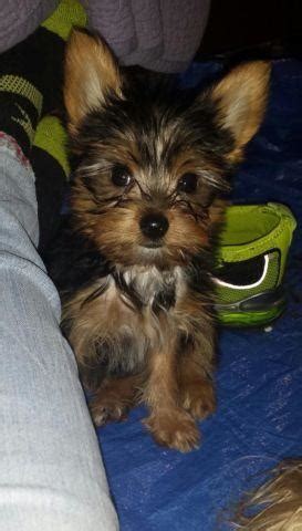 See more of dallas puppies and dogs for adoption on facebook. Adorable AKC Yorkshire Terrier Puppy for Adoption - 12 ...