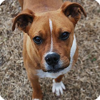 Boxer puppies for sale, boxer dogs for adoption and boxer dog breeders. Cleveland, OK - Boxer/Australian Cattle Dog Mix. Meet Ruby ...