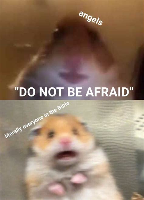 Do Not Be Afraid Dankchristianmemes Funny Hamsters Really Funny