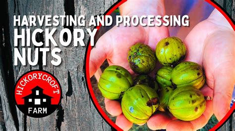 Harvesting Hickory Nuts Collecting And Processing Shagbark Hickory Nuts Youtube