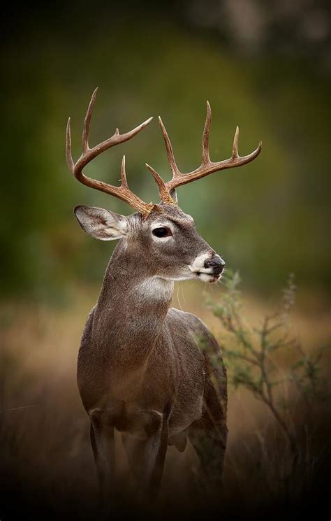 10 Point Buck Photograph By Butch Ramirez