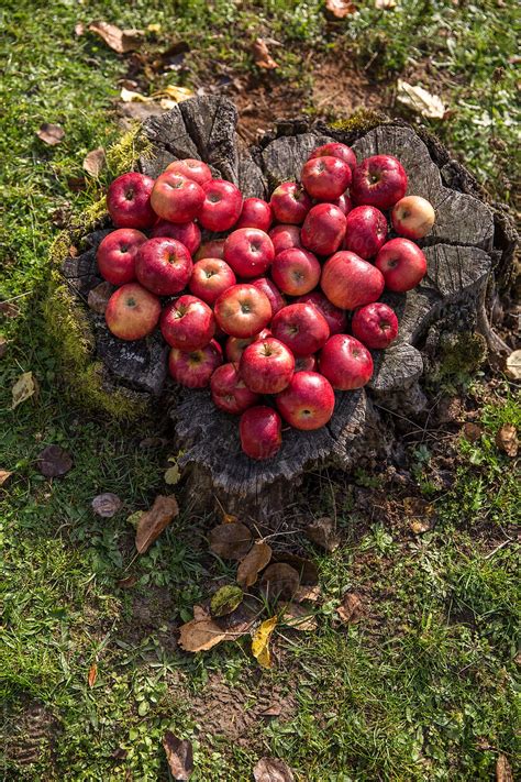 Organic Apples By Stocksy Contributor Jovo Jovanovic Stocksy
