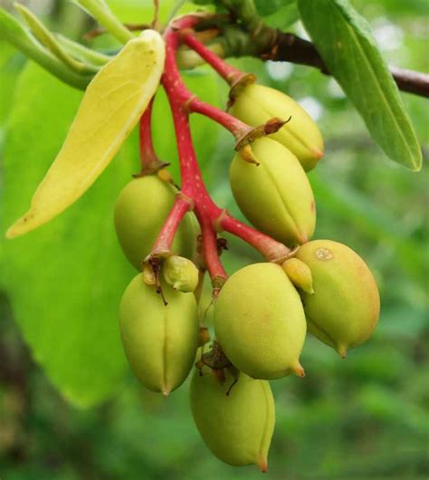 Indian Plum Facts And Health Benefits