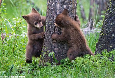 In Pics Cute Bear Cubs Play Hide And Seek People S Daily Online