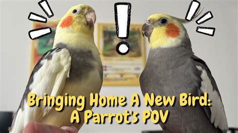 Things To Know Before Bringing Home Your Pet Bird Theparrotteacher