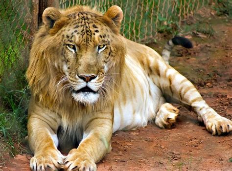 10 Animal Cross Breeds That Will Blow Your Mind Away. The Liger or