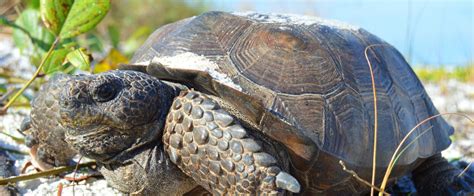 Gopher Tortoises At Koreshan Florida State Parks