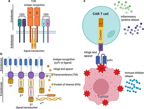 Basic Principle Of Car Structure And Car T Cell Therapy A T Cell