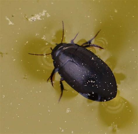 Water Beetle Learn About Nature