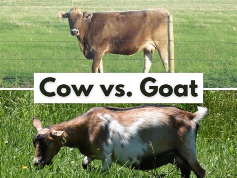 Home Dairy 101 Cow Vs Goat • The Prairie Homestead