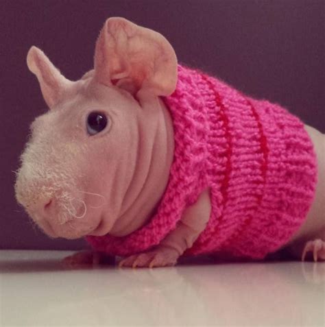 Meet Ludwik A Chubby Naked Guinea Pig Who Is Also A Model