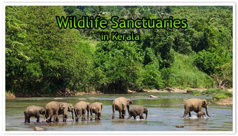 Five Wildlife Sanctuaries In Kerala You Must Visit At Least Once