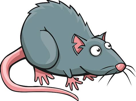 Rat Clip Art Vector Images And Illustrations Istock