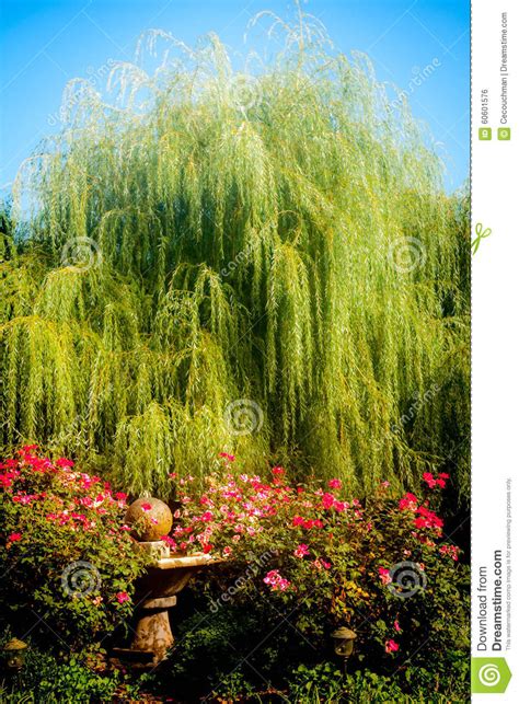 They work well in areas that are naturally quite moist, but they tend to shed a lot of leaves and twigs so avoid planting them where falling branches can. Weeping Willow And Roses Stock Photo - Image: 60601576