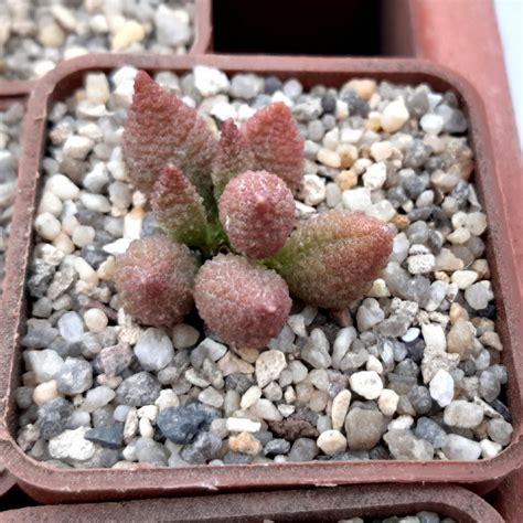 Adromischus Marianiae Herrei Hybr — Cactus Shop
