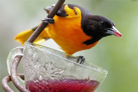 A Guide To Feeding Baltimore Oriole Birds In Your Backyard Know More