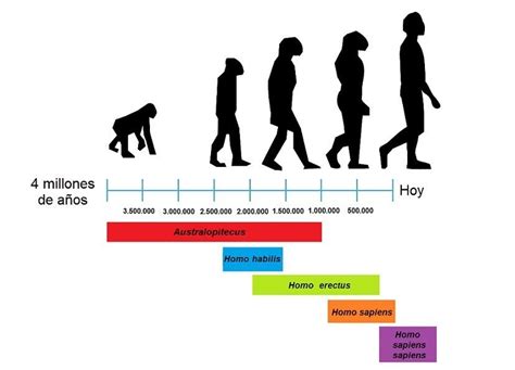 Linea De Tiempo Evolucion Del Hombre Reverasite