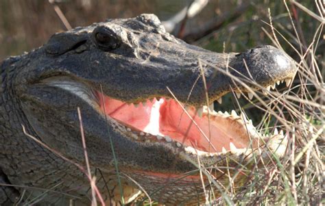 Basic Facts About American Alligators Defenders Of Wildlife