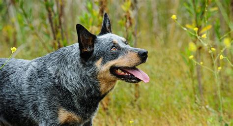 261 Blue Heeler Names Trending To Traditional And Cattle Dog Themed