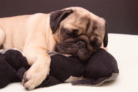 Premium Photo Pug Dog Sleeping With A Plush Toy Cat On Bed