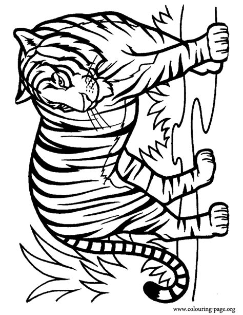 White Tiger Coloring Pages Coloring Home